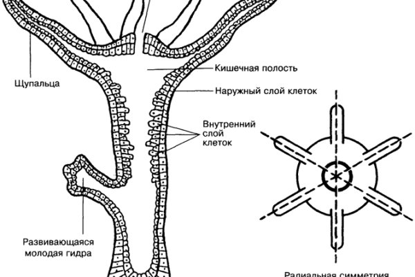 Кракен сайт даркнет ссылка